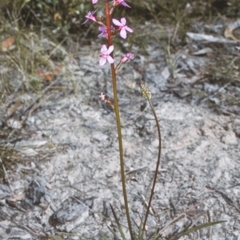 Stylidium graminifolium (Grass Triggerplant) at Erowal Bay, NSW - 27 Nov 1996 by BettyDonWood