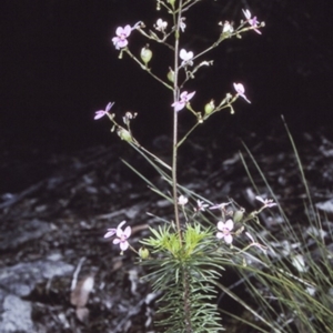 Stylidium laricifolium at Bomaderry Creek Regional Park - 27 Sep 1997