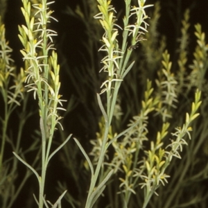 Symphionema paludosum at Tianjara, NSW - 28 Sep 1997