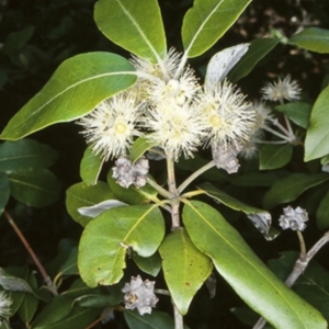 Syncarpia glomulifera subsp. glomulifera at Yerriyong, NSW - 13 Nov 1997 12:00 AM