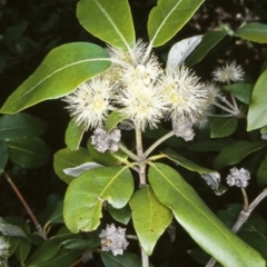 Syncarpia glomulifera subsp. glomulifera (Turpentine) at Yerriyong, NSW - 12 Nov 1997 by BettyDonWood