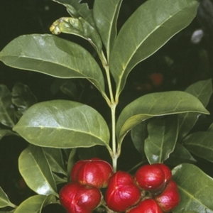 Synoum glandulosum subsp. glandulosum at Murramarang National Park - 13 Nov 1996