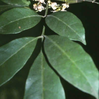 Synoum glandulosum subsp. glandulosum (Scentless Rosewood) at Bangalee Walking Track - 27 Apr 1996 by BettyDonWood