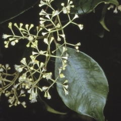 Syzygium smithii (Lilly Pilly) at Broulee Island Nature Reserve - 13 Nov 1996 by BettyDonWood