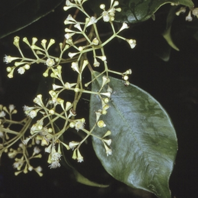 Syzygium smithii (Lilly Pilly) at Batemans Marine Park - 12 Nov 1996 by BettyDonWood