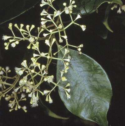 Syzygium smithii (Lilly Pilly) at - 12 Nov 1996 by BettyDonWood