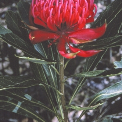 Telopea speciosissima (NSW Waratah) at South Pacific Heathland Reserve - 16 Sep 1996 by BettyDonWood