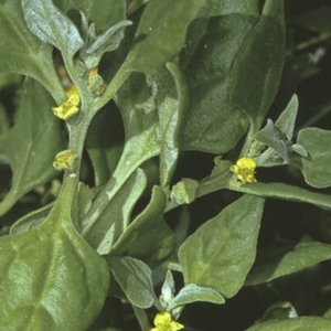 Tetragonia tetragonoides at Batemans Marine Park - 13 Nov 1996