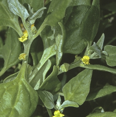 Tetragonia tetragonoides (Native Spinach, New Zealand Spinach) at Batemans Marine Park - 13 Nov 1996 by BettyDonWood