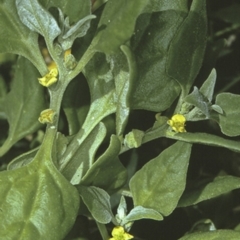 Tetragonia tetragonoides (Native Spinach, New Zealand Spinach) at Batemans Marine Park - 12 Nov 1996 by BettyDonWood