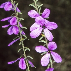 Tetratheca decora at Yerriyong, NSW - 28 Sep 1997 12:00 AM