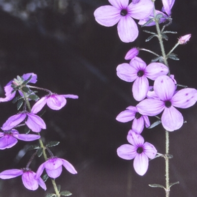 Tetratheca thymifolia (Black-eyed Susan) at Morton National Park - 11 Sep 1996 by BettyDonWood