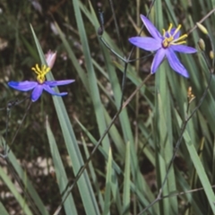 Thelionema caespitosum (Tufted Blue Lily) at Colymea State Conservation Area - 12 Nov 1997 by BettyDonWood