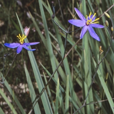 Thelionema caespitosum (Tufted Blue Lily) at Colymea State Conservation Area - 13 Nov 1997 by BettyDonWood