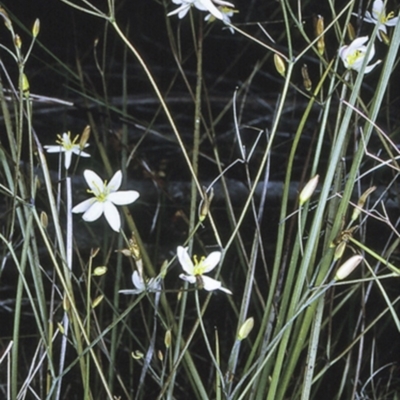 Thelionema caespitosum (Tufted Blue Lily) at Morton National Park - 13 Nov 1996 by BettyDonWood