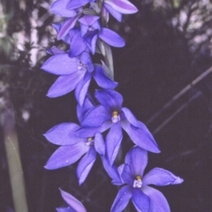Thelymitra ixioides (Dotted Sun Orchid) at South Pacific Heathland Reserve - 16 Sep 1996 by BettyDonWood