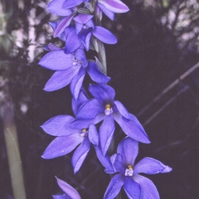 Thelymitra ixioides (Dotted Sun Orchid) at South Pacific Heathland Reserve - 16 Sep 1996 by BettyDonWood