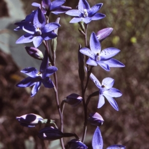 Thelymitra ixioides at Bomaderry Creek Regional Park - suppressed