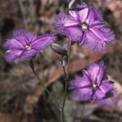 Thysanotus tuberosus subsp. tuberosus (Common Fringe-lily) at Conjola National Park - 27 Nov 1996 by BettyDonWood