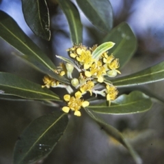 Tristaniopsis laurina (Kanooka, Water Gum) at North Nowra, NSW - 26 Dec 1995 by BettyDonWood