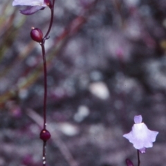 Utricularia lateriflora (Small Bladderwort) at Jervis Bay National Park - 13 Nov 1997 by BettyDonWood