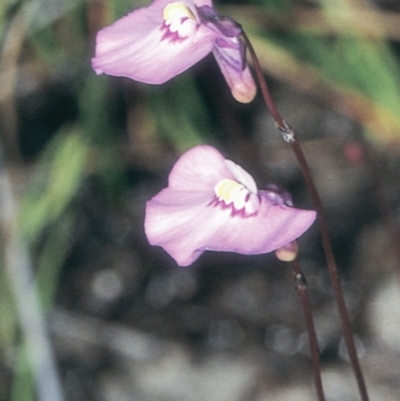 Utricularia uniflora (Single Bladderwort) at Jervis Bay National Park - 29 Sep 1997 by BettyDonWood