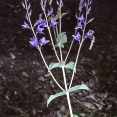 Veronica perfoliata (Digger's Speedwell) at Mogo State Forest - 3 Oct 1997 by BettyDonWood