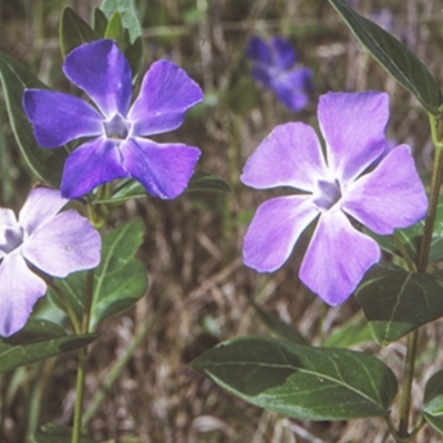 Vinca major (Blue Periwinkle) at Moruya, NSW - 6 Oct 1997 by BettyDonWood