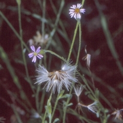 Vittadinia cuneata var. cuneata (Fuzzy New Holland Daisy) at Mogo State Forest - 21 Mar 1997 by BettyDonWood