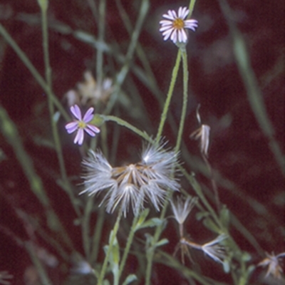 Vittadinia cuneata var. cuneata (Fuzzy New Holland Daisy) at Mogo State Forest - 20 Mar 1997 by BettyDonWood