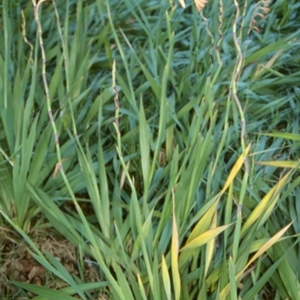 Watsonia meriana var. bulbillifera at South Pacific Heathland Reserve - 24 Oct 1996