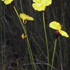 Xyris operculata (Tall Yellow-eye) at Morton National Park - 13 Nov 1997 by BettyDonWood