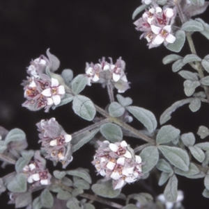 Zieria baeuerlenii at Bomaderry Creek Regional Park - 27 Sep 1997