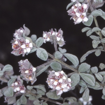 Zieria baeuerlenii (Bomaderry Zieria) at Bomaderry, NSW - 26 Sep 1997 by BettyDonWood