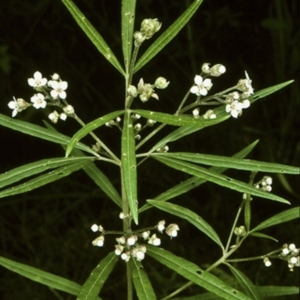 Zieria caducibracteata at McDonald State Forest - 11 Aug 1997