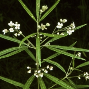 Zieria caducibracteata at McDonald State Forest - 11 Aug 1997 12:00 AM