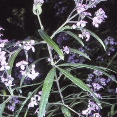 Zieria caducibracteata (Large-bracted Zieria) at Morton National Park - 29 Sep 1997 by BettyDonWood