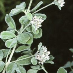 Zieria littoralis (Downy Zieria) at Mogo State Forest - 13 Aug 1997 by BettyDonWood