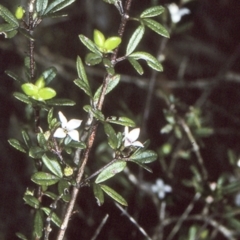 Zieria pilosa (Pilose-leafed Zieria) at Bomaderry Creek Regional Park - 26 Sep 1997 by BettyDonWood