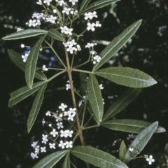 Zieria smithii (Sandfly Zieria) at Watersleigh, NSW - 14 Sep 1996 by BettyDonWood