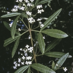 Zieria smithii (Sandfly Zieria) at Bangalee Walking Track - 13 Sep 1996 by BettyDonWood