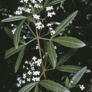 Zieria smithii at Watersleigh, NSW - 14 Sep 1996