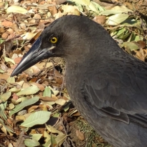 Strepera versicolor at Dunlop, ACT - 17 Jul 2018