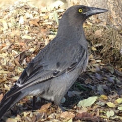 Strepera versicolor at Dunlop, ACT - 17 Jul 2018