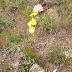 Diuris sulphurea (Tiger Orchid) at Black Flat at Corrowong - 7 Nov 2016 by BlackFlat