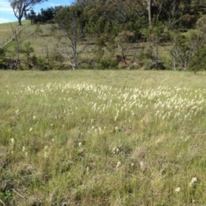 Stackhousia monogyna at Corrowong, NSW - 4 Nov 2016 04:41 PM