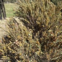 Daviesia mimosoides (Bitter Pea) at Delegate, NSW - 4 Nov 2016 by BlackFlat