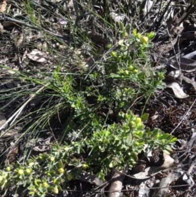 Hibbertia obtusifolia (Grey Guinea-flower) at Corrowong, NSW - 4 Nov 2016 by BlackFlat