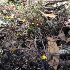 Bossiaea buxifolia (Matted Bossiaea) at Black Flat at Corrowong - 2 Nov 2016 by BlackFlat