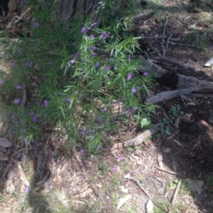 Solanum sp. at Corrowong, NSW - 11 Dec 2017